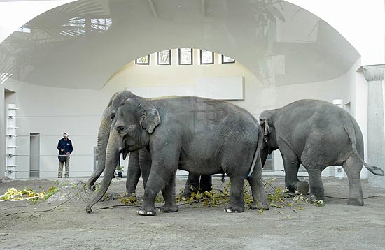 Einzug ins neue Elefanatenhaus Hellabrunn (©Foto: Ingrid Grossmann)